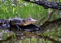 Programme Regroupé - Louisiane et Floride, du Mississipi aux plages - États-Unis