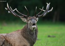 Programme Stage Photo - Le Brame du Cerf au Parc des Abruzzes - Italie