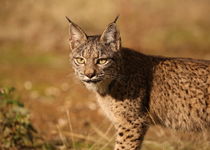 Séjour Photo Lynx Ibérique - Espagne