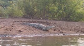 Senegal - Crocodile.jpg