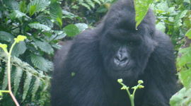 Ouganda Rwanda - Gorille.JPG