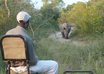 Safari coup de coeur - Afrique du sud