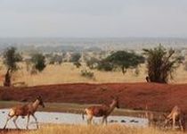 Safari Regroupé - Kenya