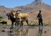 Safari Regroupé - Madagascar