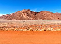 Safari Coup de coeur - Namibie