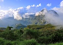 Safari regroupé - La Réunion