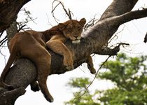 Safari Regroupé - Ouganda