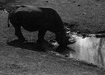 Extension  Réserve naturelle de Majete avec guides rangers anglophones - Malawi