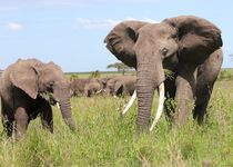 Safari Regroupé - Tanzanie