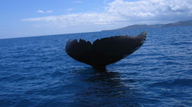 Mayotte - Baleine.jpg