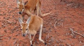 kangaroo-261739_960_720.jpg