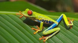 tree-frog-69813.jpg