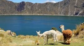 llamas-83780.jpg