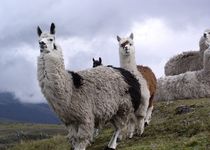 Programme Coup de Coeur - Andes et Amazonie - Équateur