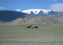 Programme Coup de Coeur - Entre steppe et désert - Mongolie